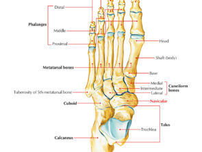 Navicular Bone